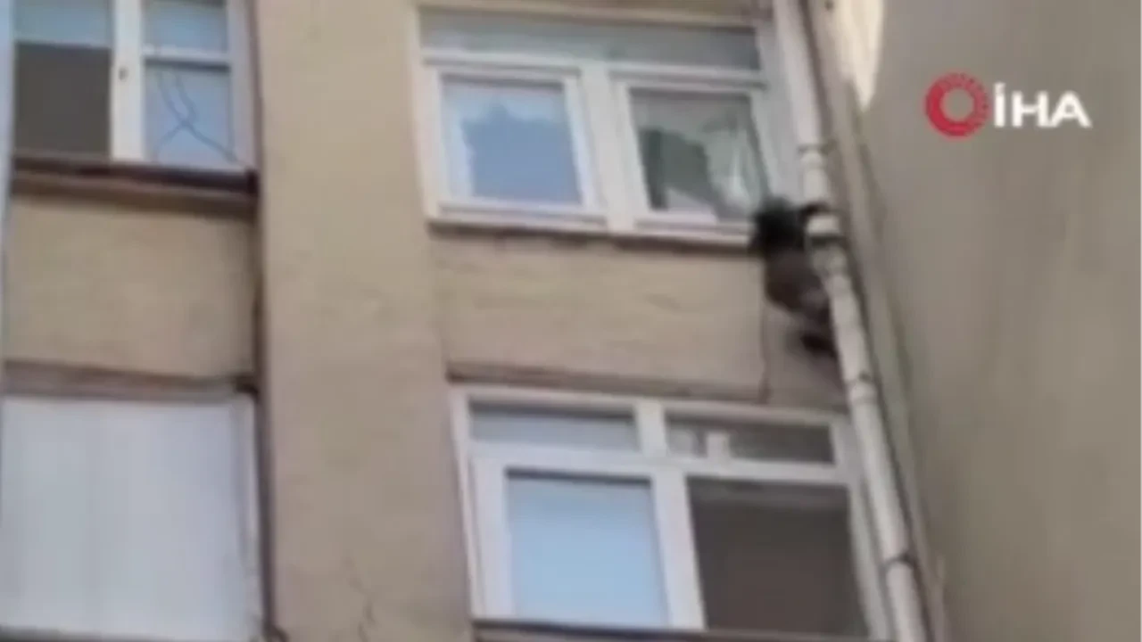 Firari 'Haydar'ın güvercin avı kamerada