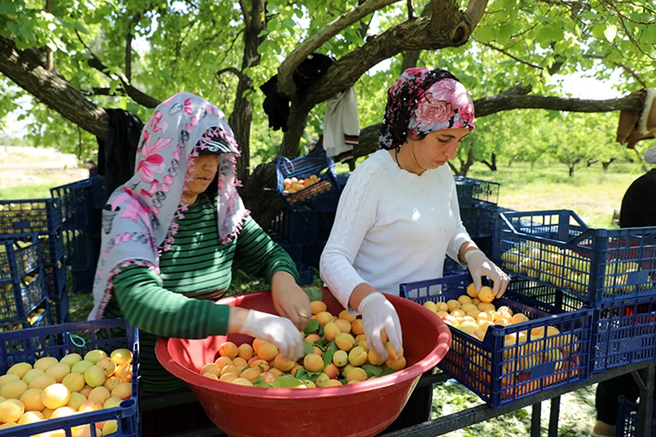 İşte Iğdır kayısısını en çok tercih eden ülkeler