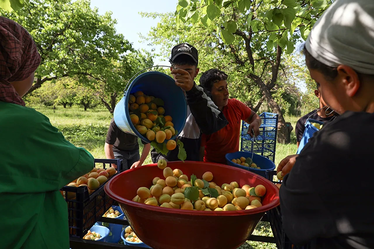 İşte Iğdır kayısısını en çok tercih eden ülkeler