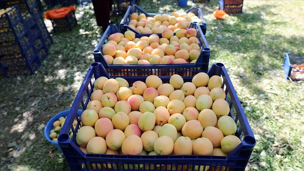 İşte Iğdır kayısısını en çok tercih eden ülkeler