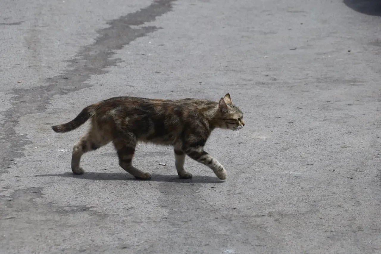Kediler tembelleşince farelere gün doğdu! Sayıları artıyor