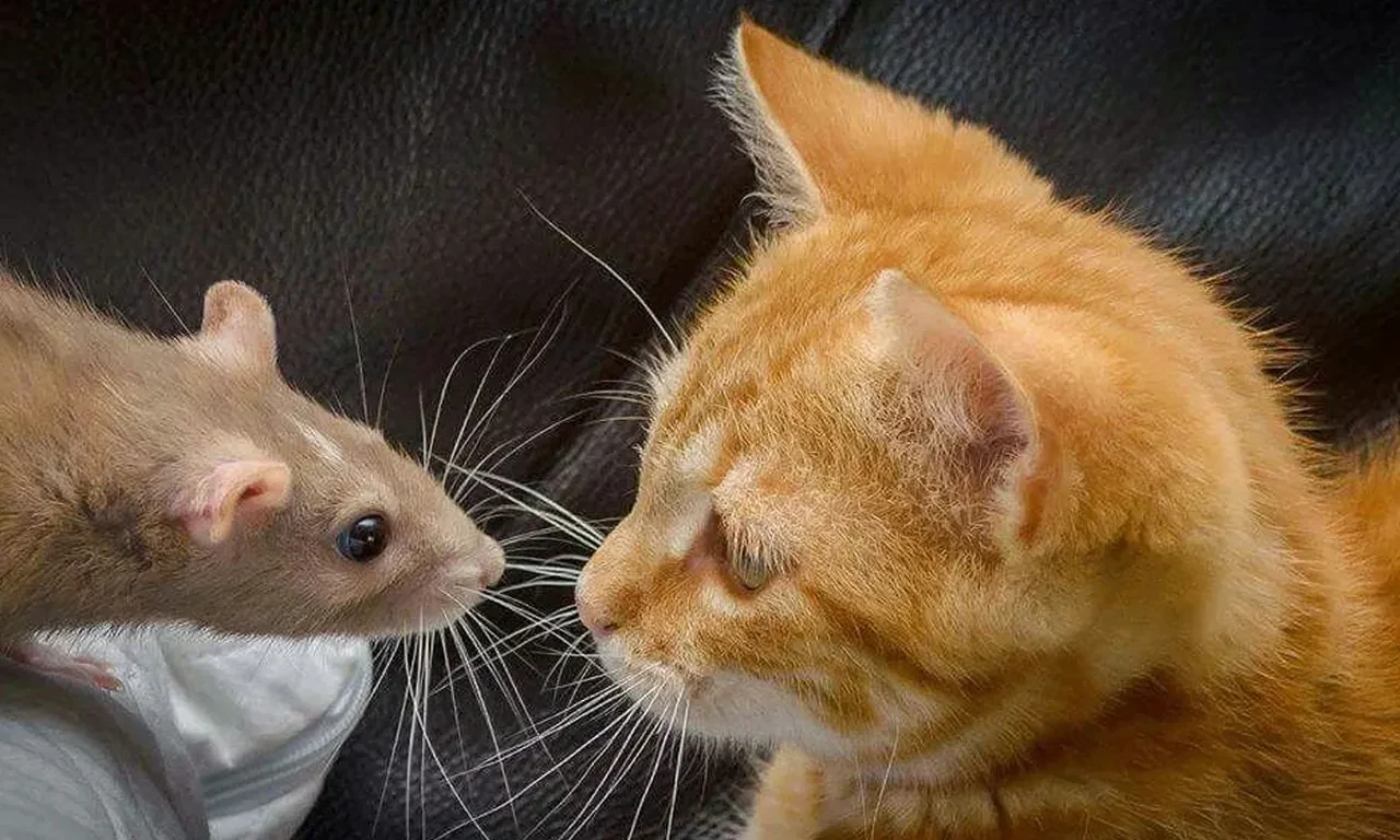 Kediler tembelleşince farelere gün doğdu! Sayıları artıyor