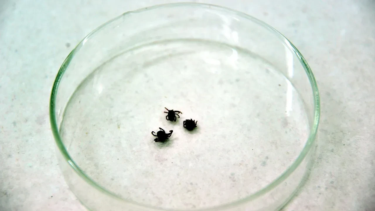 Kene kâbusu büyüyor! Son kurban Tokat'tan 