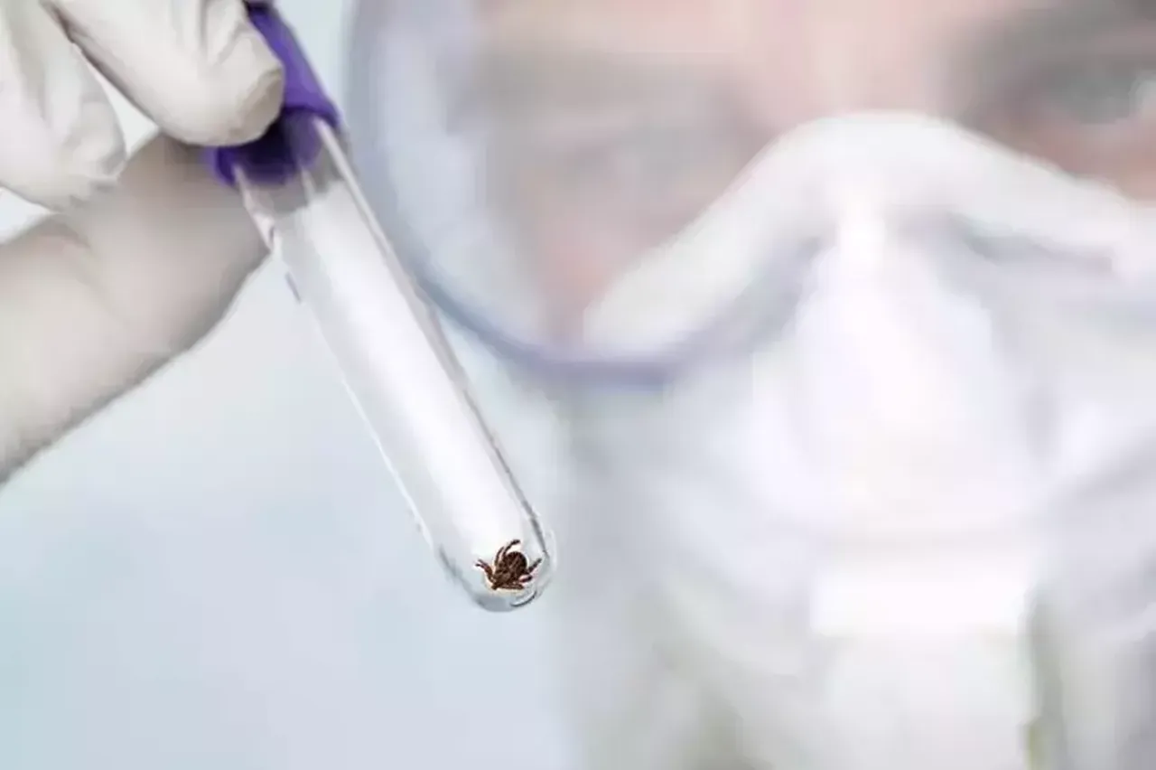 Kene kâbusu büyüyor! Son kurban Tokat'tan 