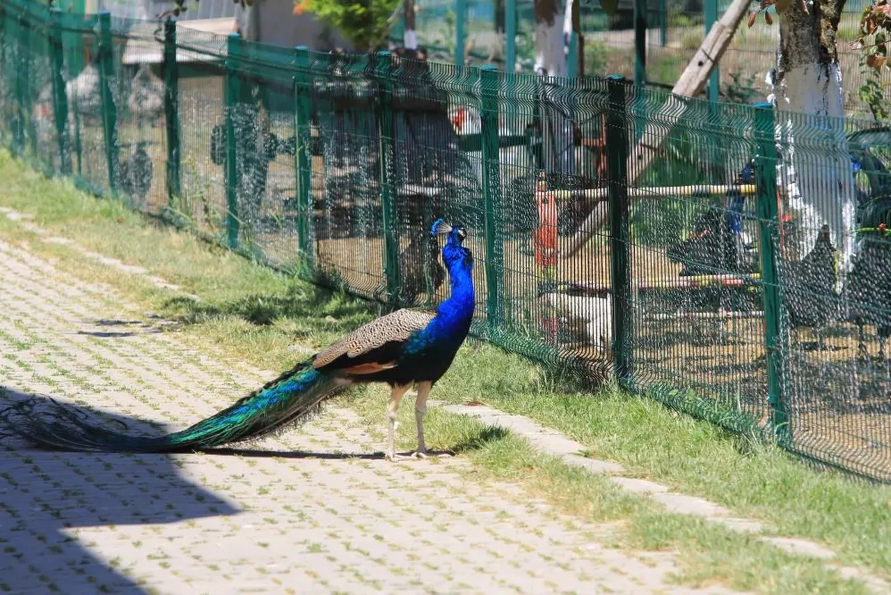 Mühendisliği bıraktı, babaannesinin tarlasına kurdu! Japonya'dan gelen bile var