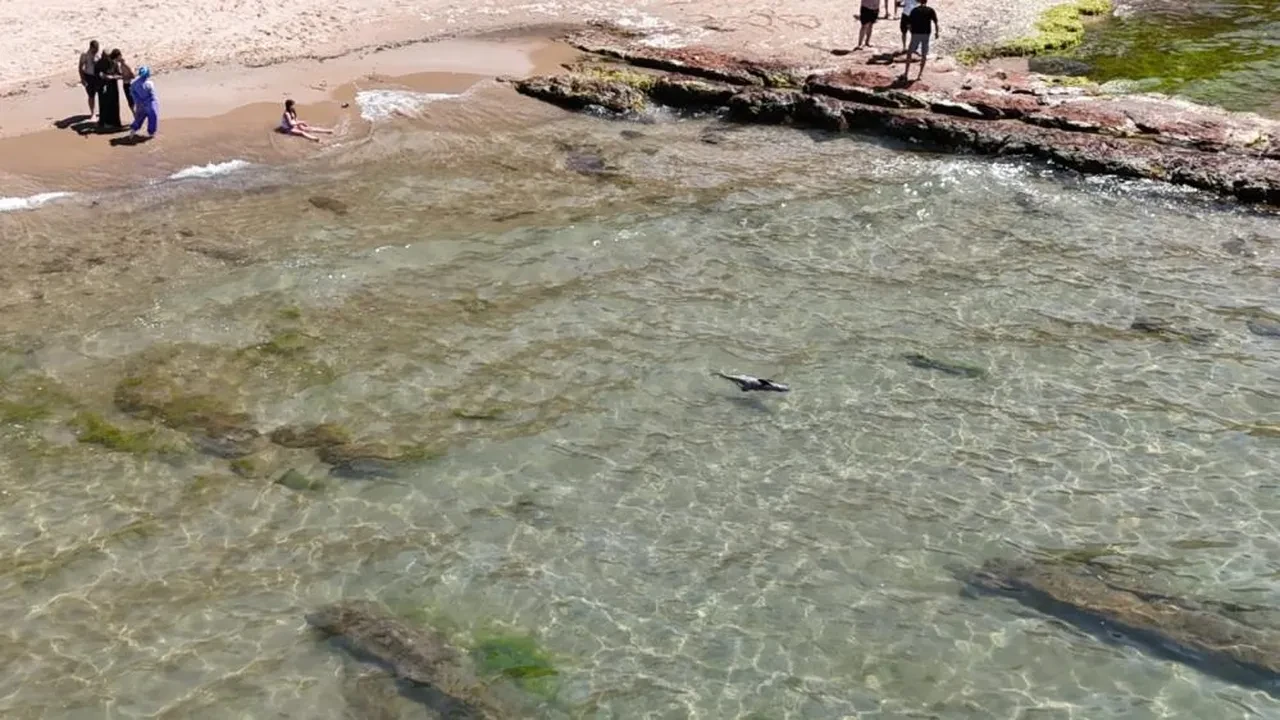 Yaralı yunus Bartın'da karaya vurdu!