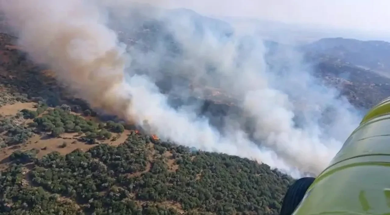 Aydın Söke'de orman yangını! Ekipler seferber oldu