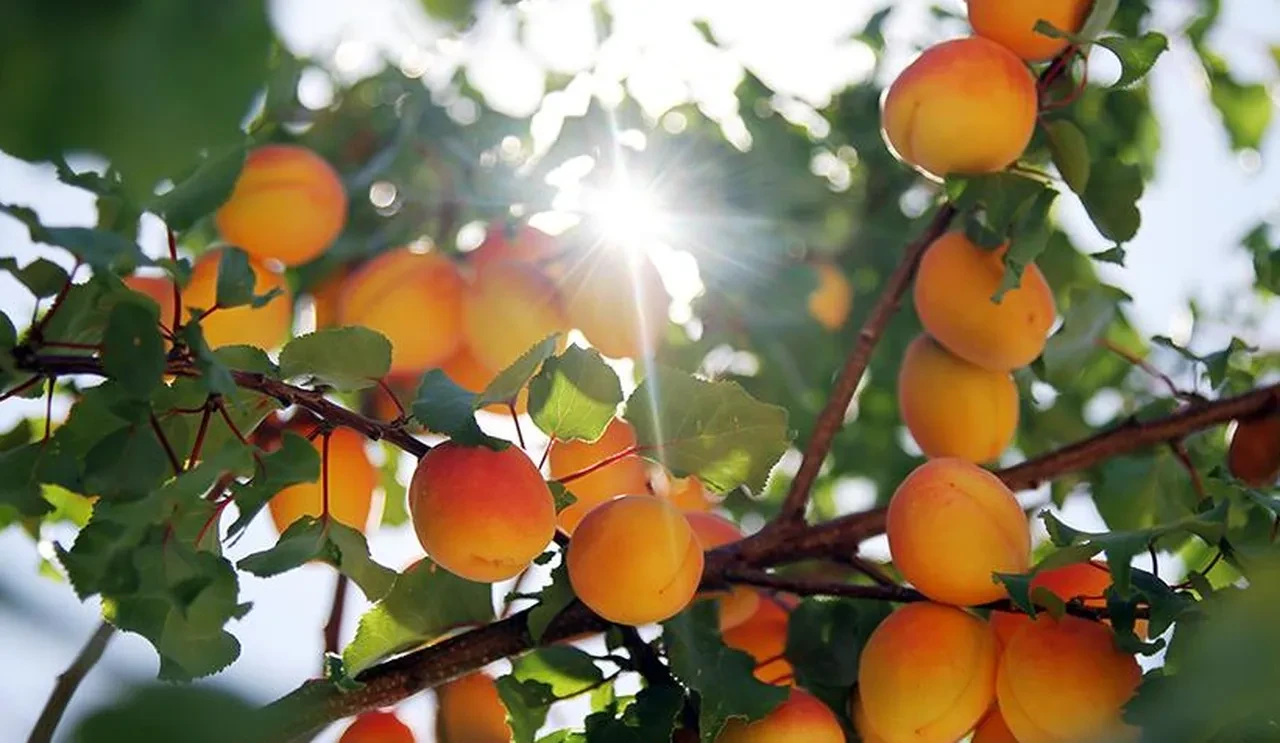 Hava durumu (23 Haziran) | Meteoroloji uyardı! Daha da sıcak olacak