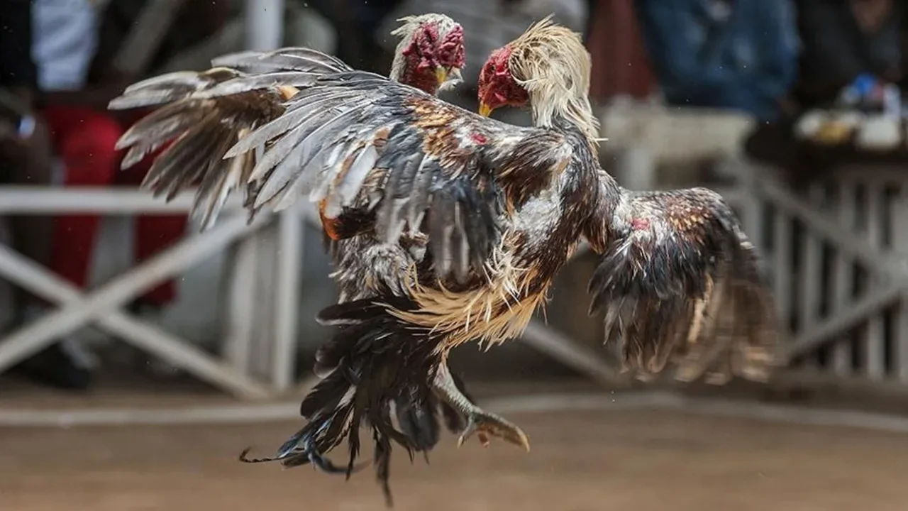 Hayvanları koruma derneği başkanı horoz dövüştürürken yakalandı