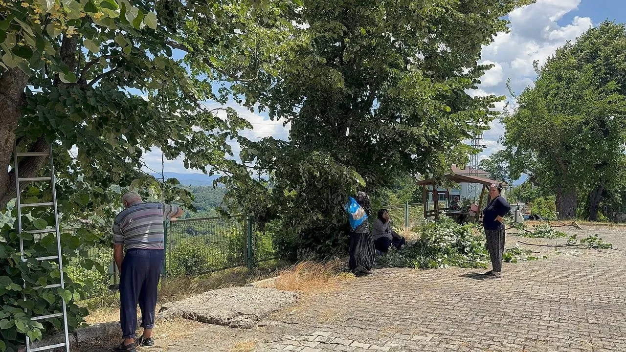 Kışın aylarının vazgeçilmezi! Ihlamurun hasadı başladı, fiyatı altınla yarışıyor