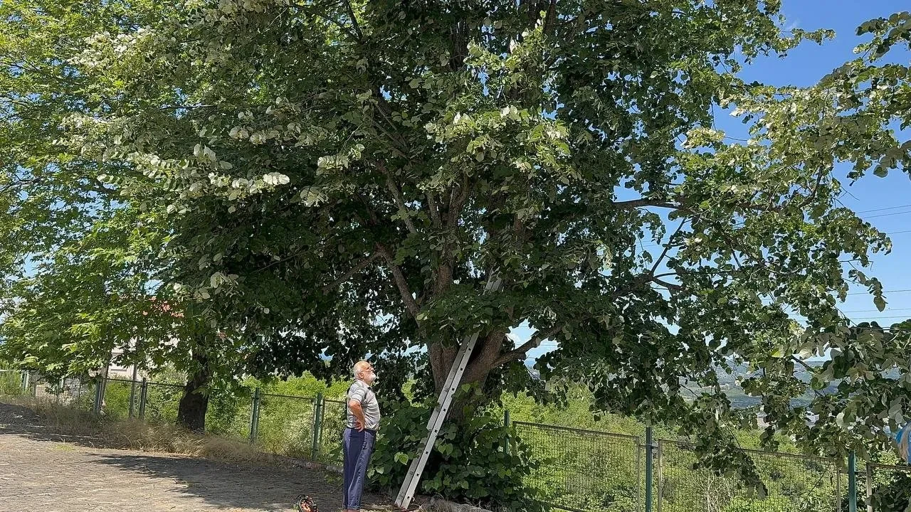 Kışın aylarının vazgeçilmezi! Ihlamurun hasadı başladı, fiyatı altınla yarışıyor