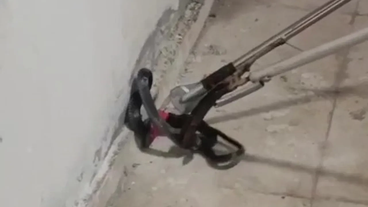 Vatandaşların yüreği ağzına geldi! Kazan dairesinde yılan paniği