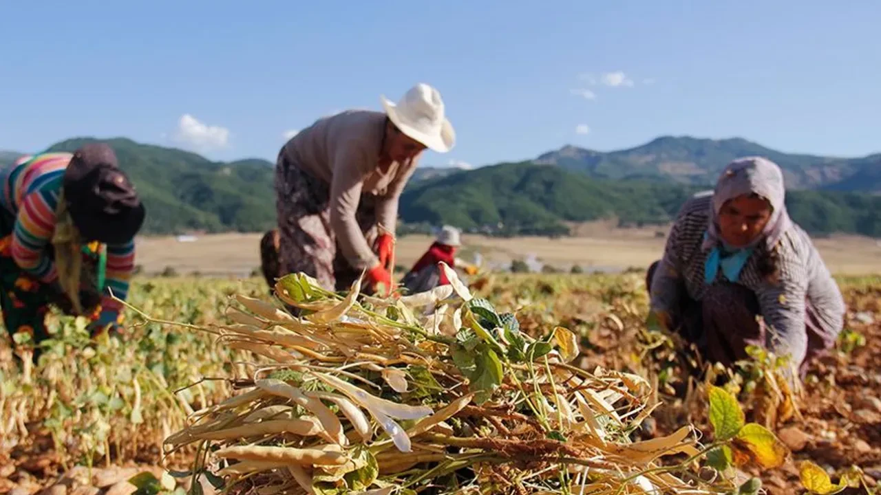 Çiftçinin başının belası için binlerce arı harekete geçti 