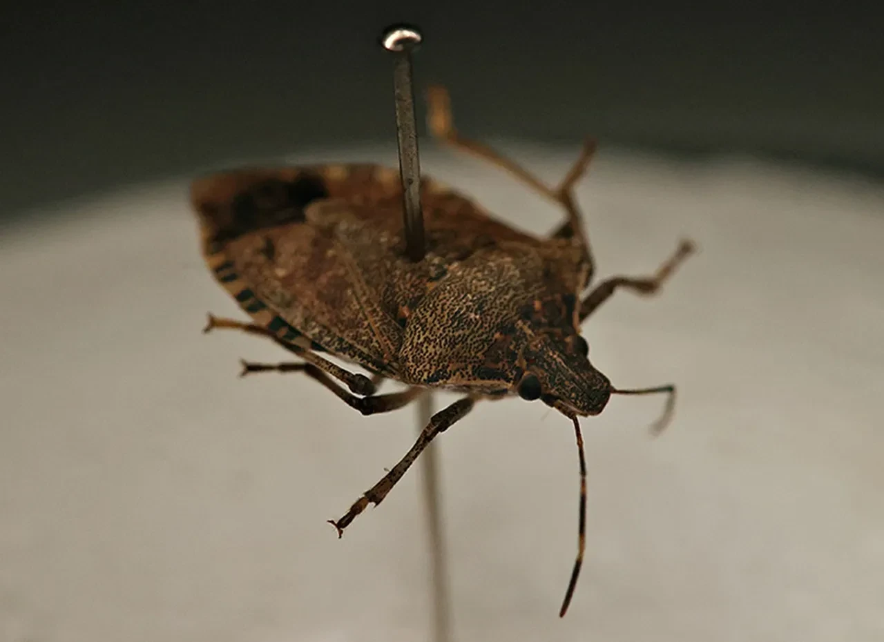 Çiftçinin başının belası için binlerce arı harekete geçti 