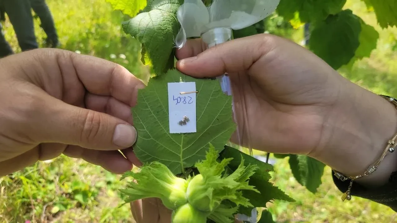 Çiftçinin başının belası için binlerce arı harekete geçti 