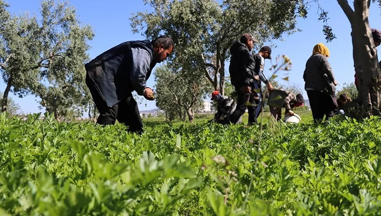 Çiftçinin başının belası için binlerce arı harekete geçti 
