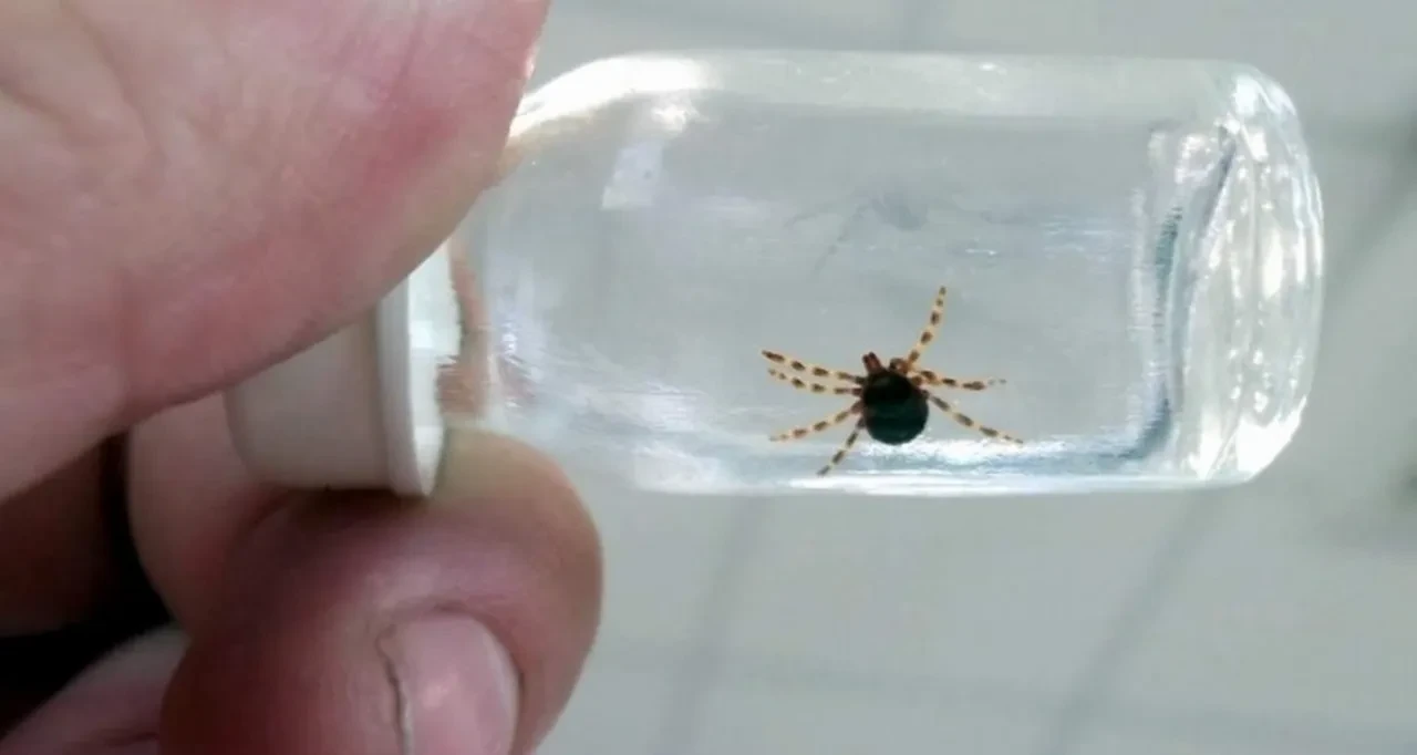 Kene çıkarırken dikkat! Bu hatalar ölümle sonuçlanabilir