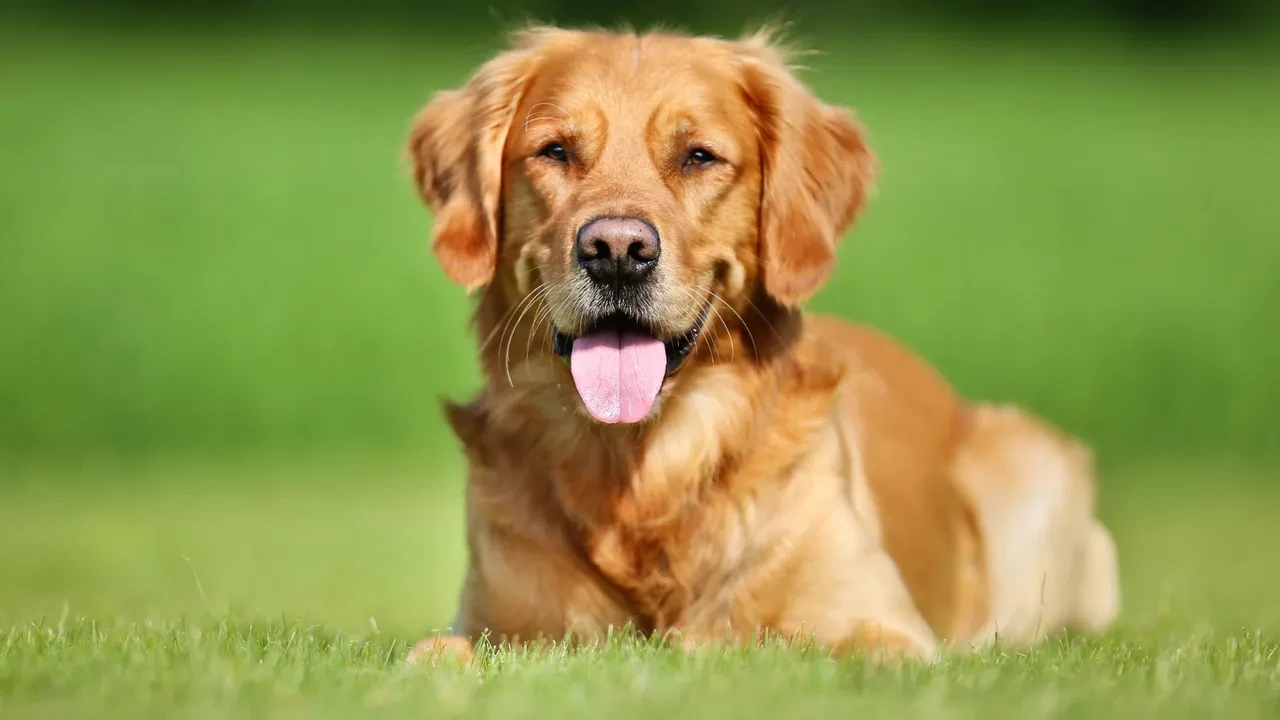Polen alerjisi olanlar dikkat! Bu taktik sayesinde artık evde hiç hapşırmayacaksınız