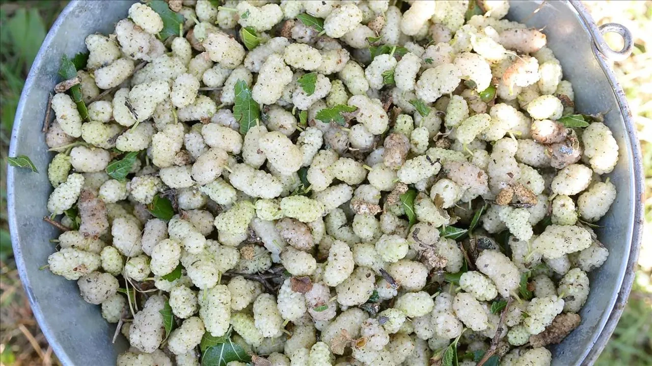 Ayaş dut festivali ne zaman? Ücretsiz konser ve etkinlik takvimi belli oldu