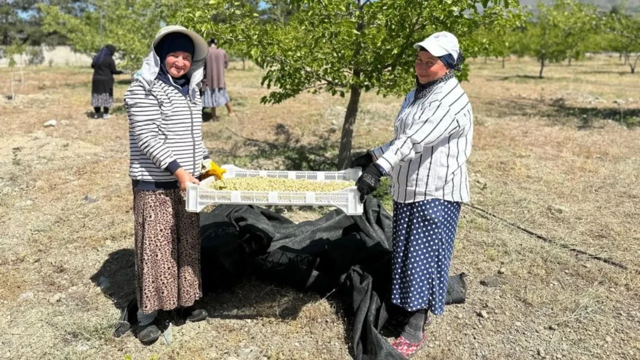 Erzincan'da dut hasadı: Üzümlü'de bereketli günler başladı!