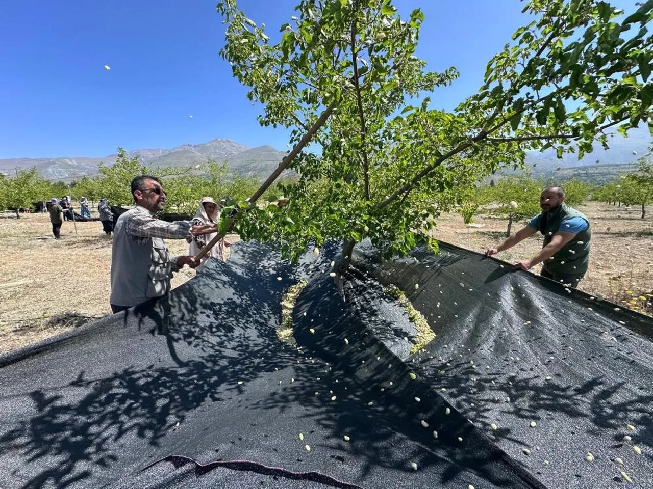 Erzincan'da dut hasadı: Üzümlü'de bereketli günler başladı!