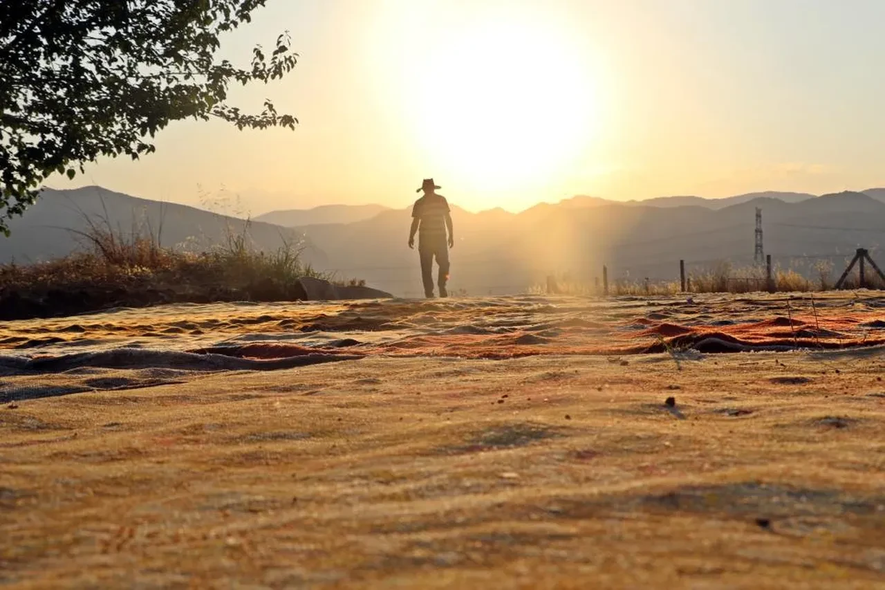 Halı tarlalarından görsel şölen! Milyonluk nöbet başladı