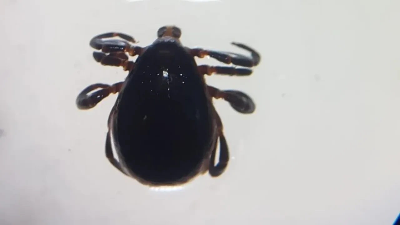 Kene vakaları 2 ilimize daha sıçradı! 3 kişi hayatını kaybetti