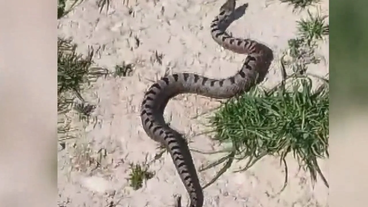 Megakentte yılan alarmı! Büyük panik yaşanıyor: Uzmanlardan hayati uyarı geldi 