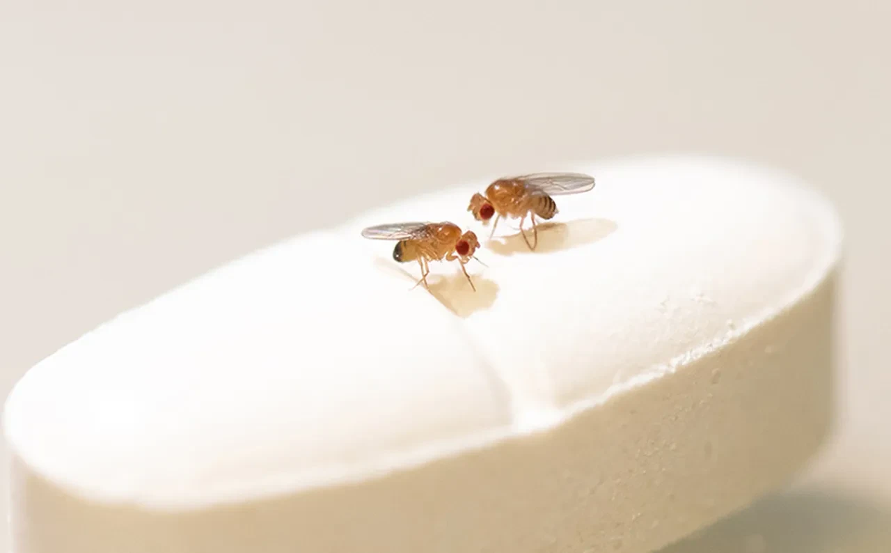 Ömrü uzatmak mümkün mü? Bir ilaç ile hayvanlarda başardılar