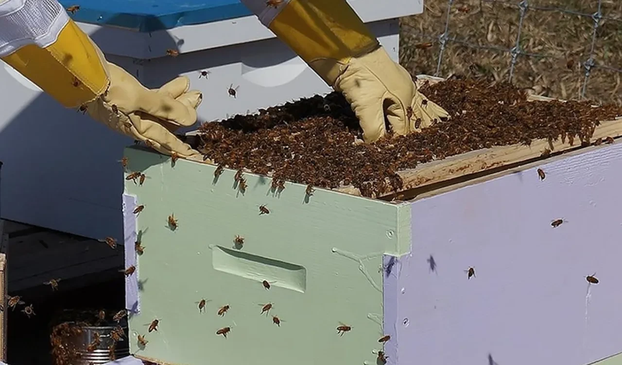 Trabzon'da acı ölüm! Arı soktu, yaşlı adam hayatını kaybetti