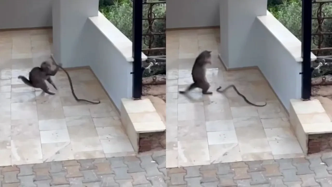 Yılana kafa tutan kedi kamerada