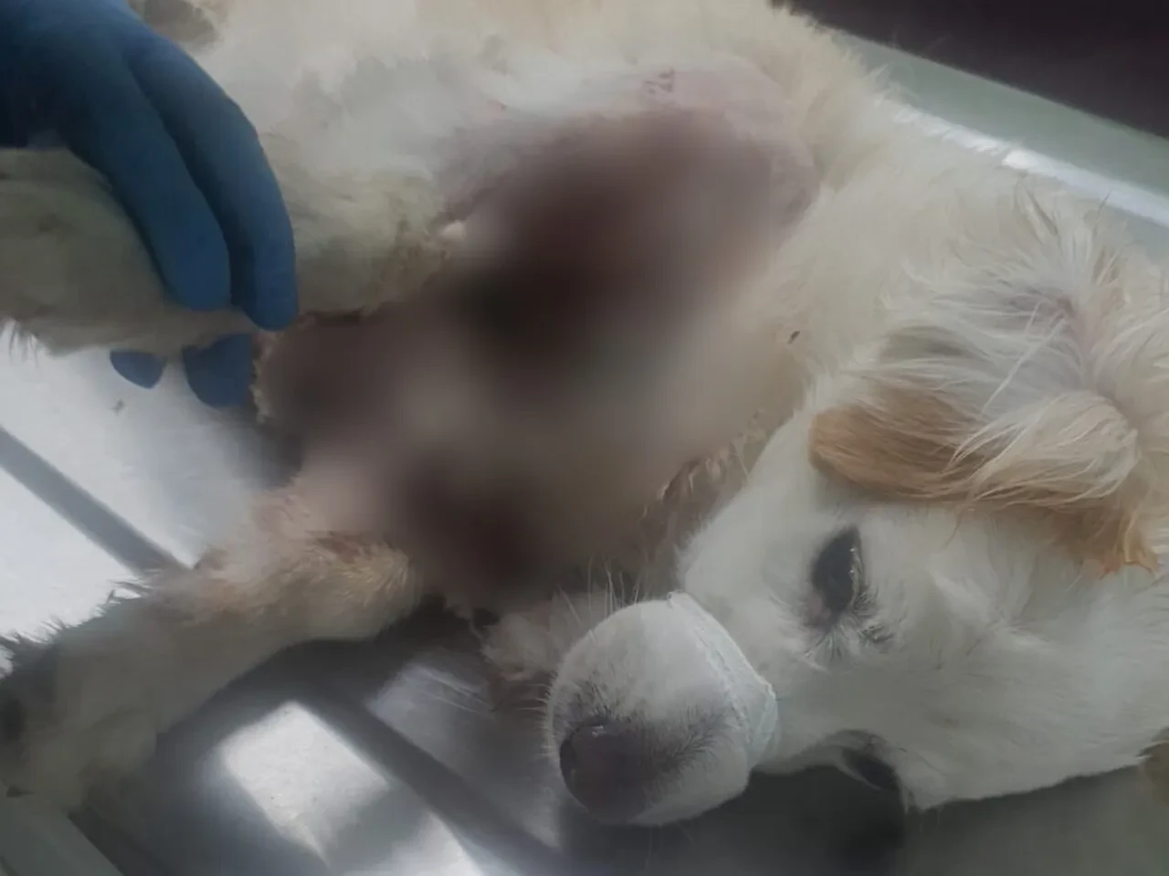 Bursa'da kangal vahşeti! Köpeğini korumak isteyen kadın dehşeti yaşadı