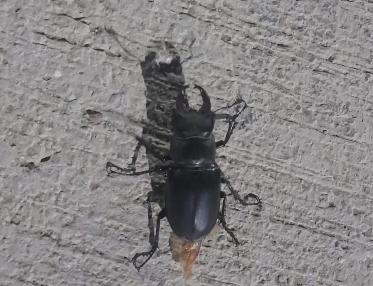 Geyik böceğini öldüren yandı! Cezası yarım milyon TL