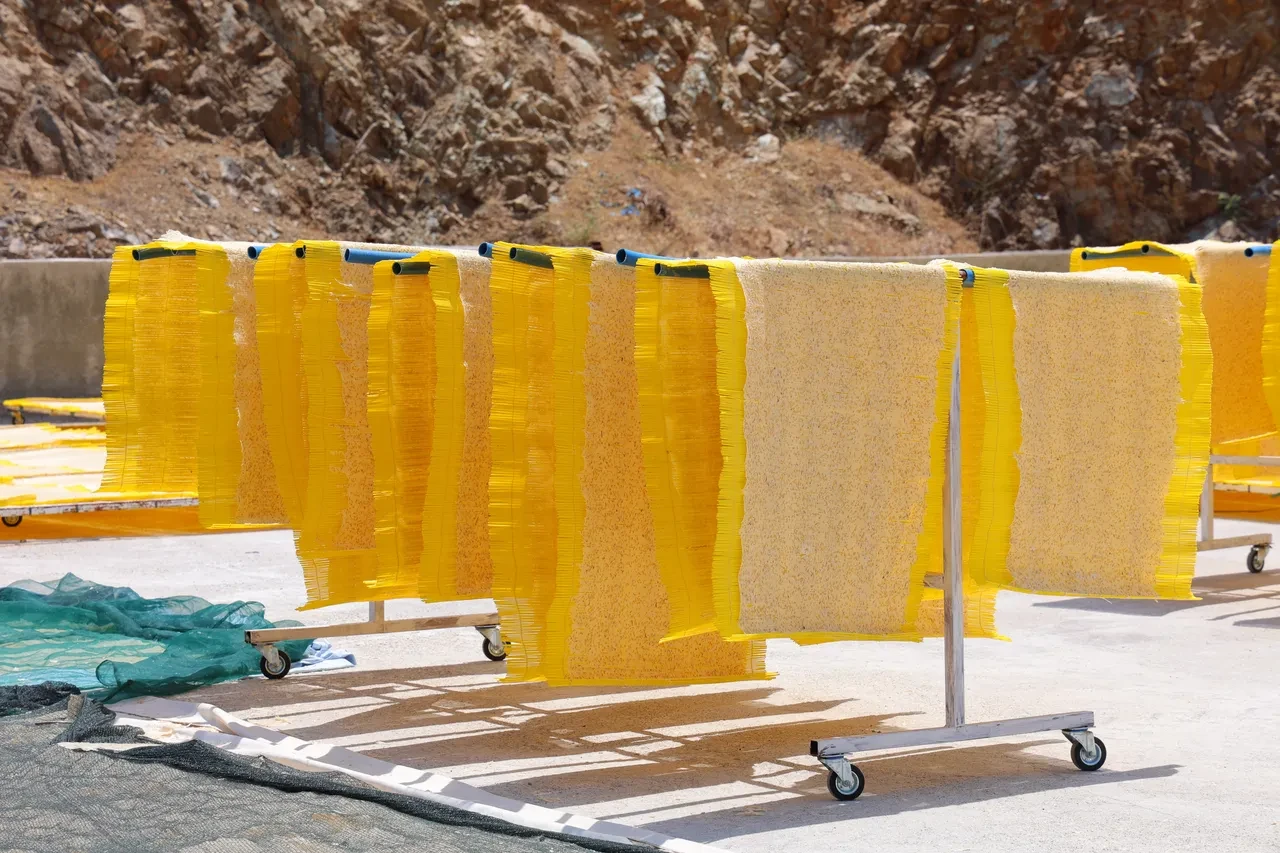 Kilosu 250 TL! Türkiye'den gönderiliyor! Almanya, Fransa ve Hollanda'da kapış kapış satılıyor