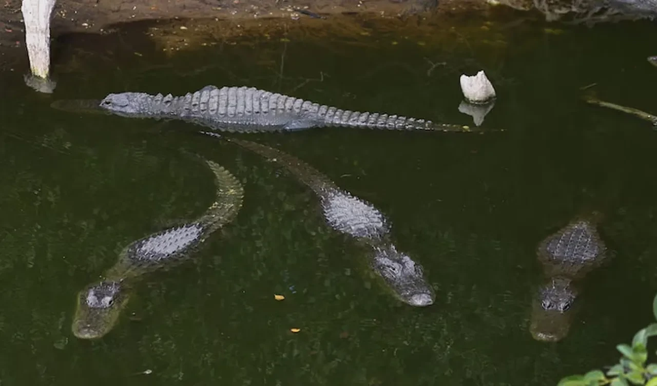 Trump, vahşi hayvanlarla dolu Timsah Alcatraz'ını gezdi: Buradan tek çıkış yolu sınır dışı