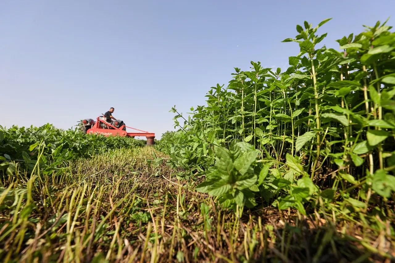 Alırken bir kez daha düşünün: Almanya Türk nanesindeki tehlikeyi açıkladı!
