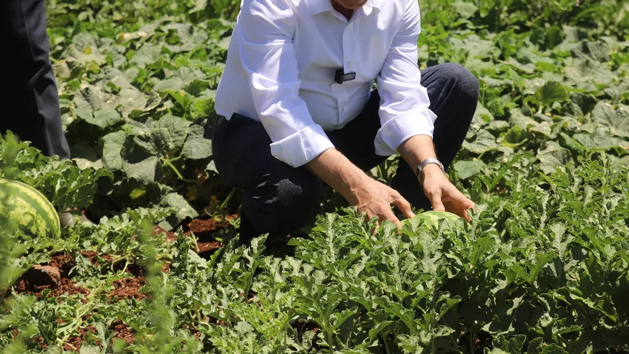 Gaziantep'te ilk hasat heyecanı
