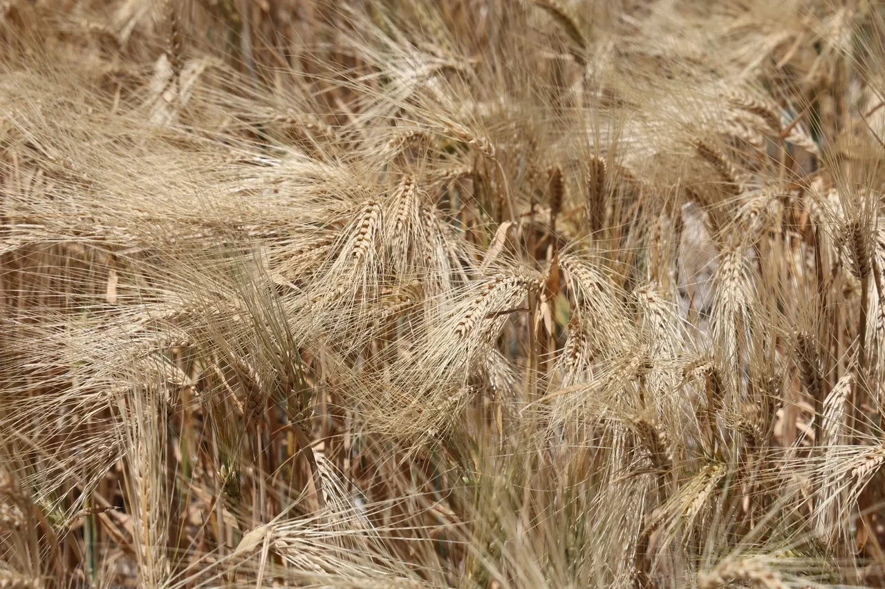 Kuraklık etkisindeki tarım başkentinde verim düşük