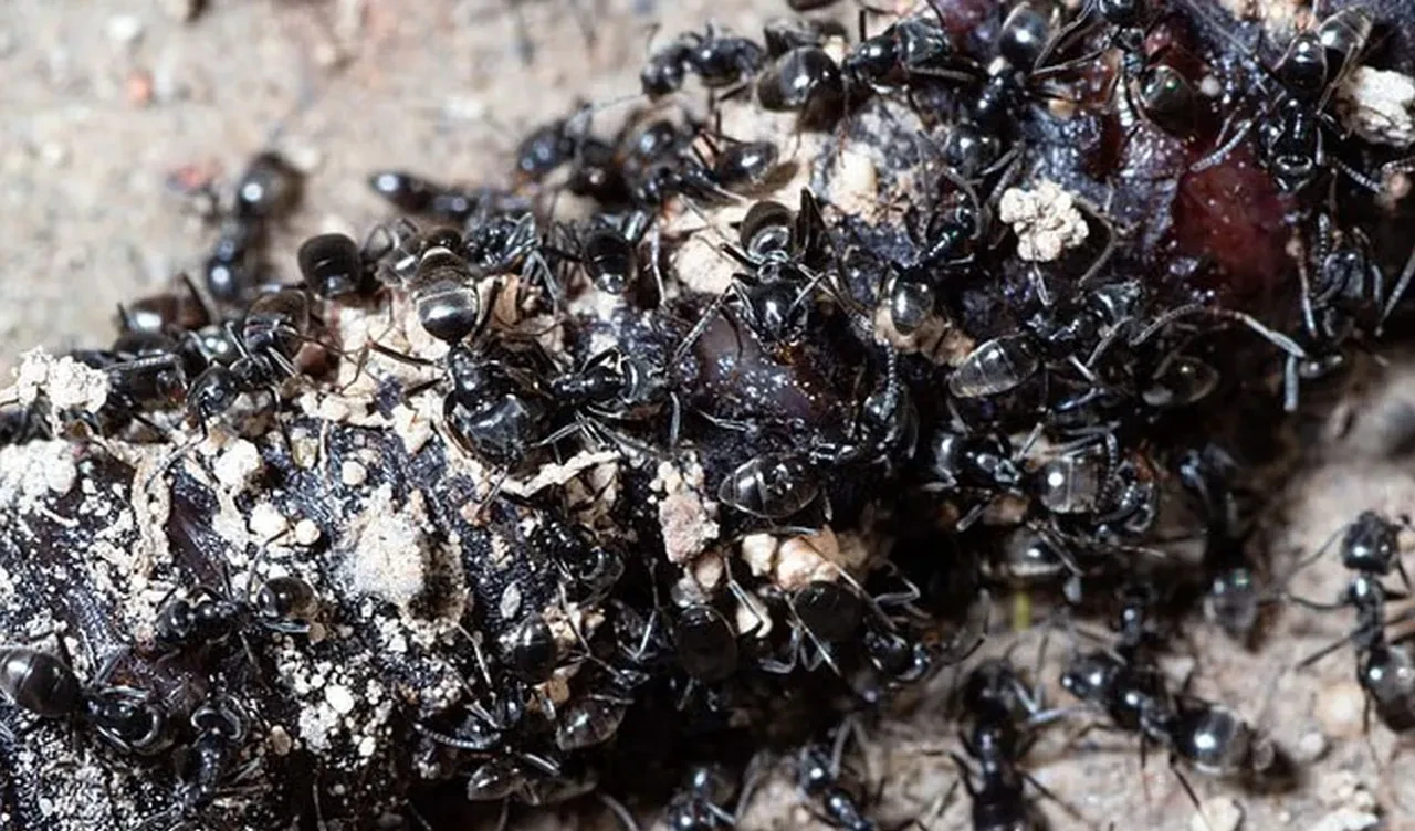 Ülkeyi süper karıncalar sardı: Elektriği ve interneti kesiyorlar