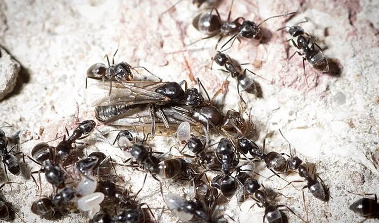 Ülkeyi süper karıncalar sardı: Elektriği ve interneti kesiyorlar