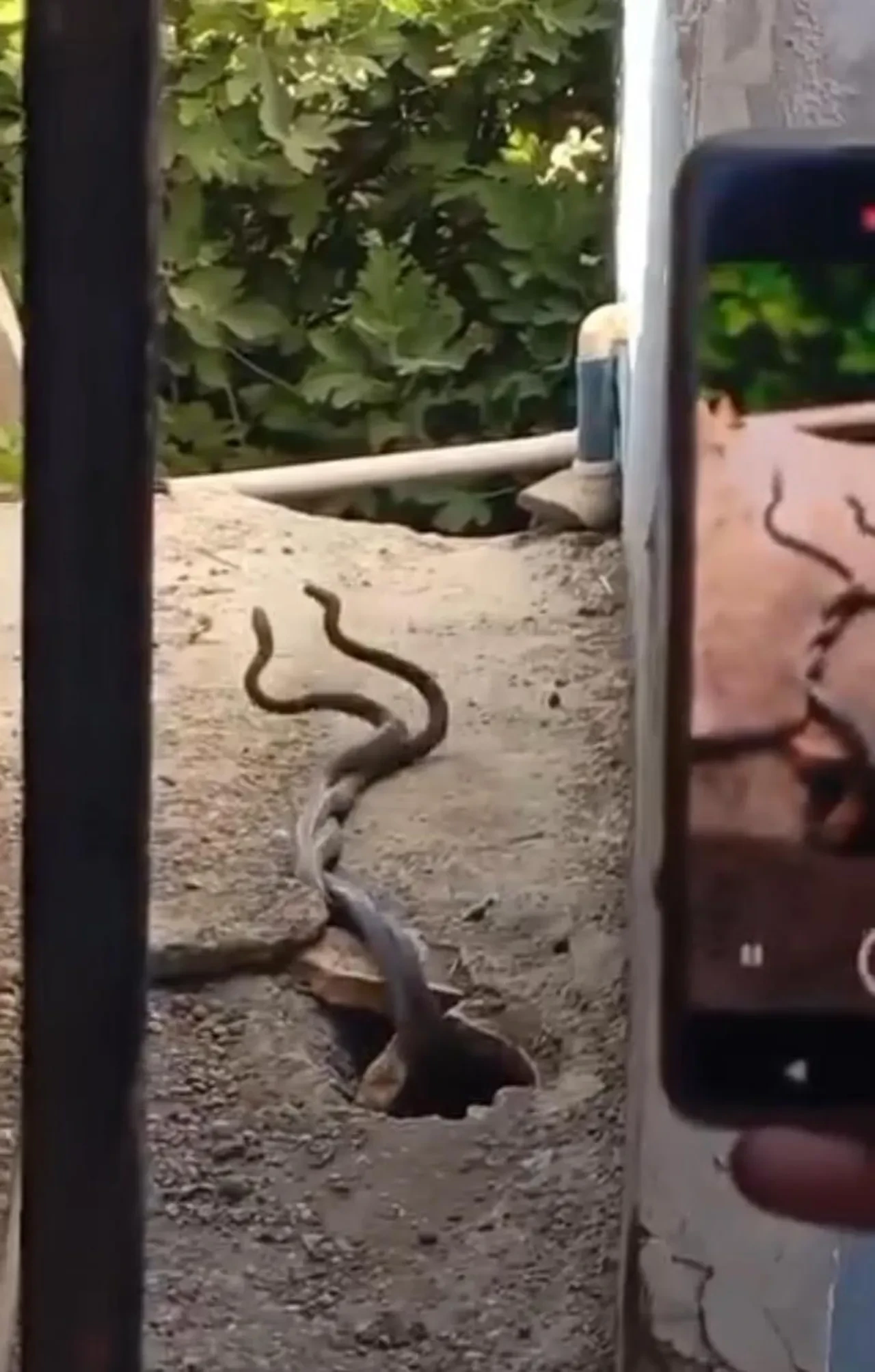 Bir anda beliriverdiler! Evin içinden çıkan 2 metrelik yılanlar şoke etti