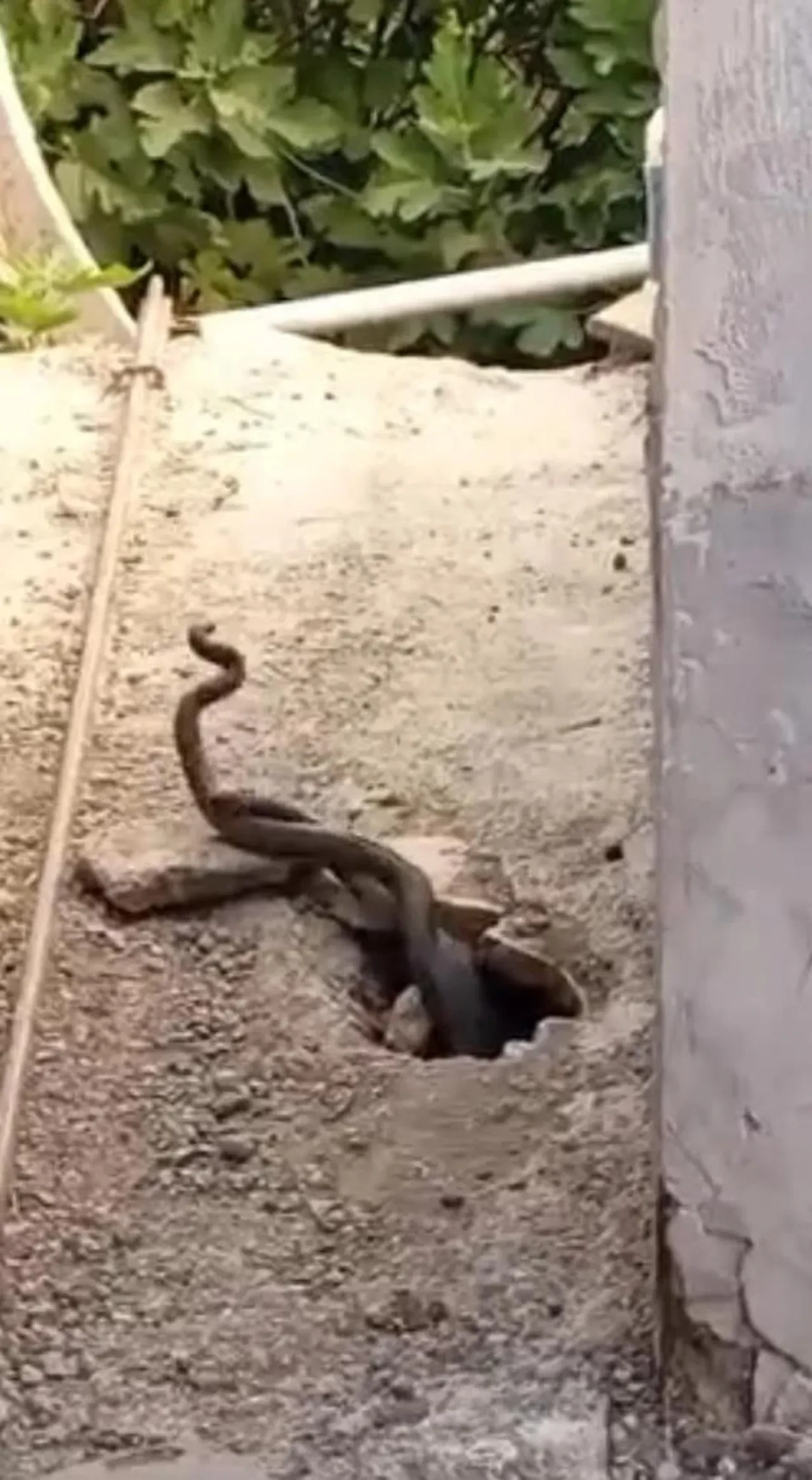 Bir anda beliriverdiler! Evin içinden çıkan 2 metrelik yılanlar şoke etti