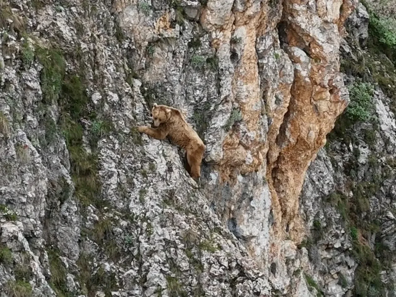 Bu ayılar dağcılara taş çıkarıyor!