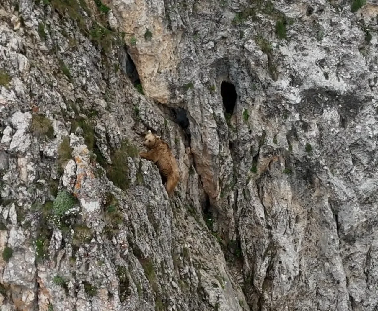 Bu ayılar dağcılara taş çıkarıyor!