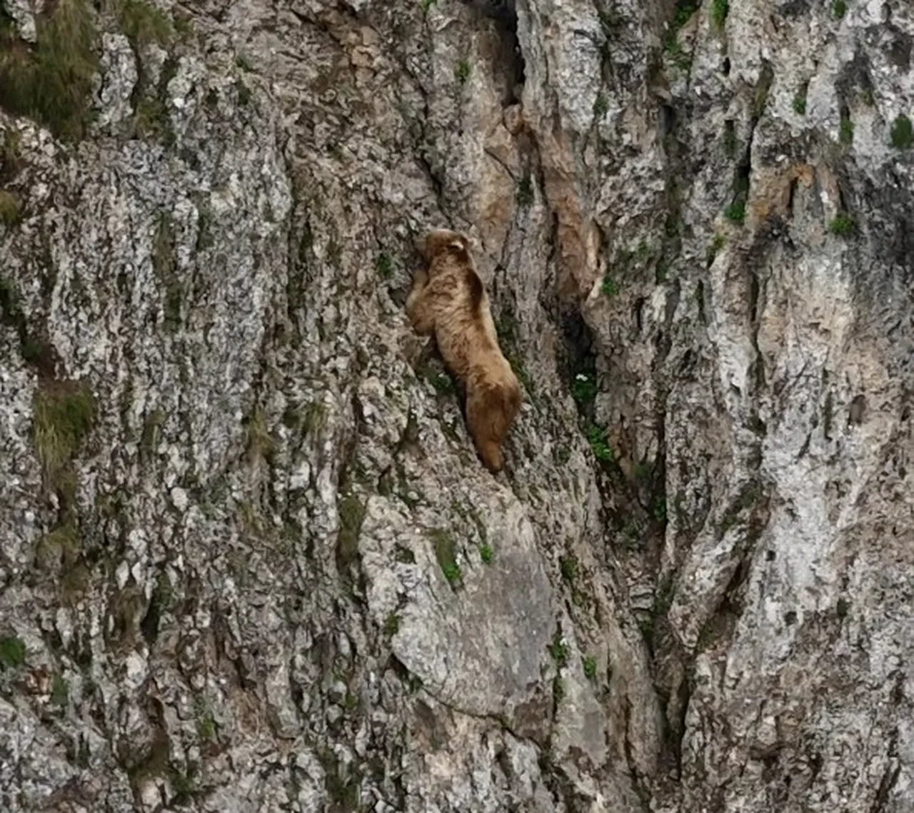 Bu ayılar dağcılara taş çıkarıyor!