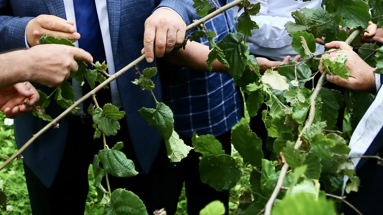 Fındığın kalbi Ordu ve Giresun'da hasar büyük! Hasadın hiç olmadığı yerler var