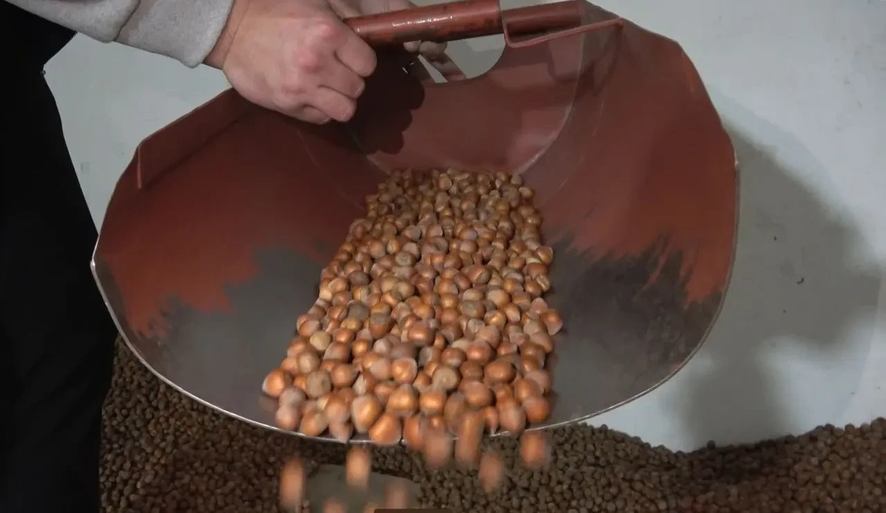 Fındığın kalbi Ordu ve Giresun'da hasar büyük! Hasadın hiç olmadığı yerler var