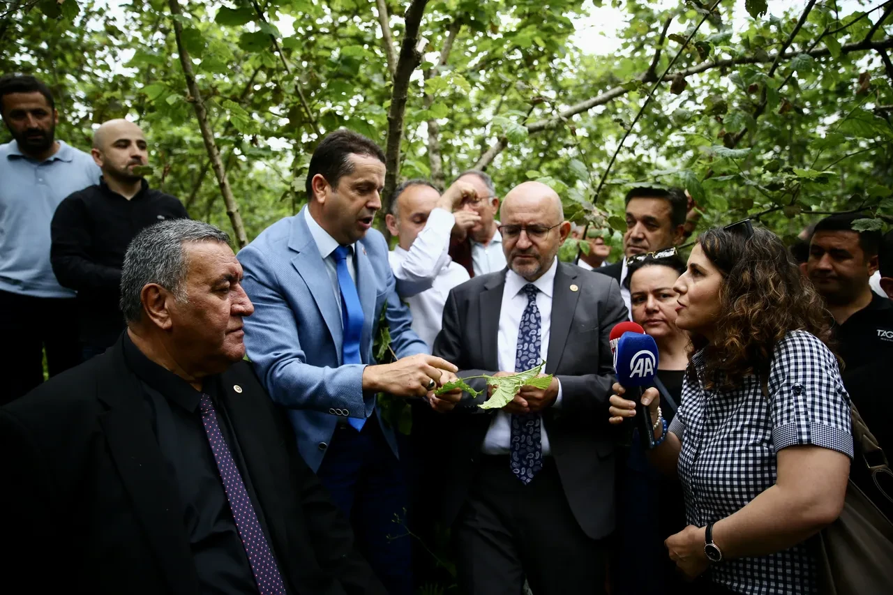 Fındığın kalbi Ordu ve Giresun'da hasar büyük! Hasadın hiç olmadığı yerler var