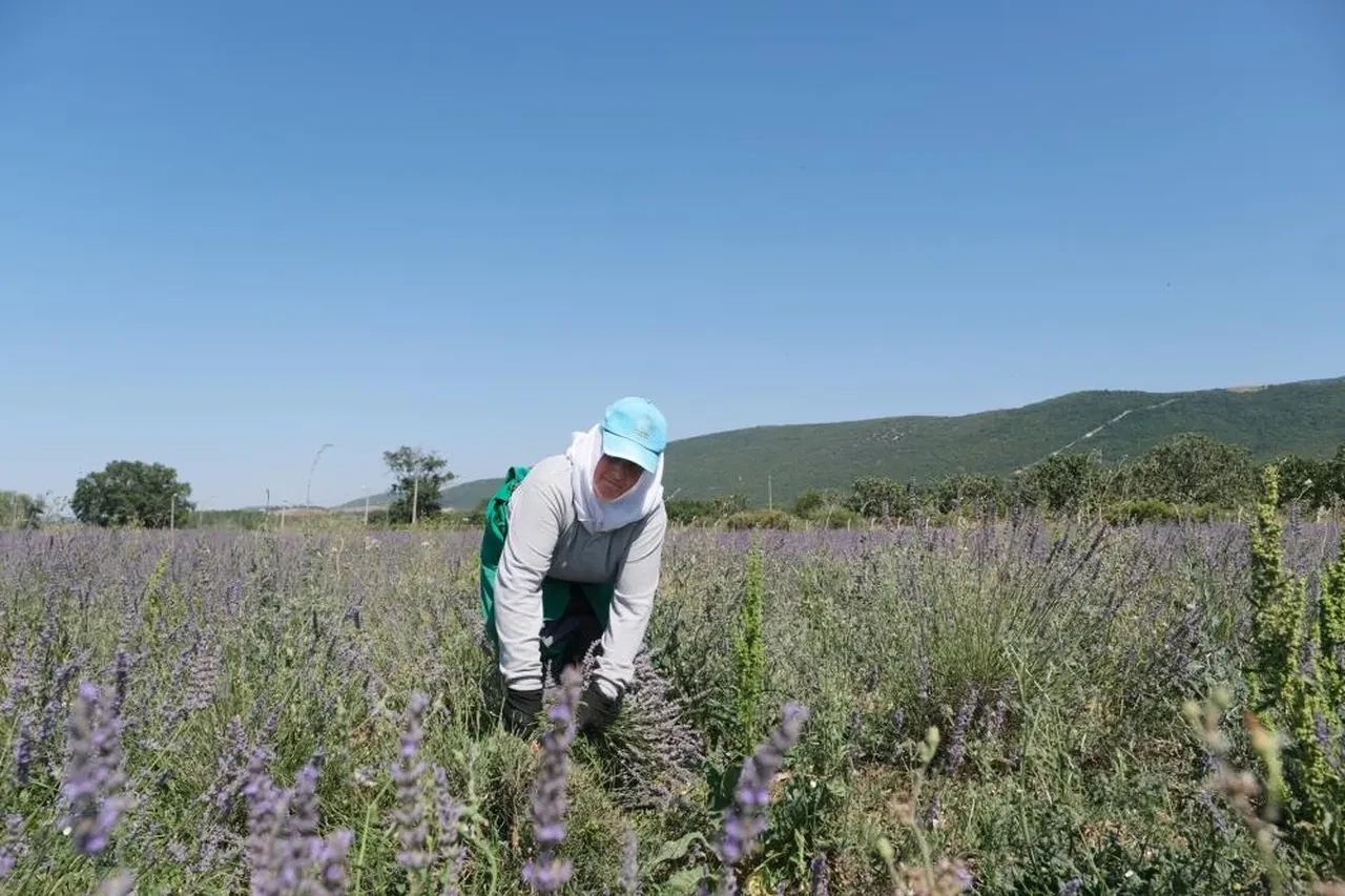 Her derde deva mor altın olarak biliniyor! yağı sabun, şampuan ve kremlerde kullanılıyor