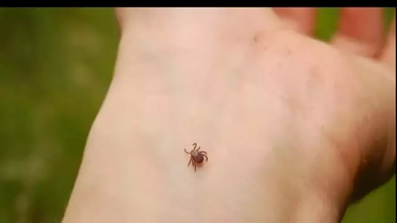 Kene kâbusu büyüyor! Uzmanlardan ürküten uyarı: 10 bin yumurta bırakabiliyor 